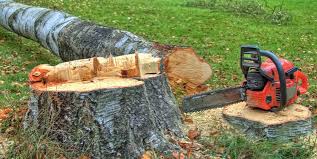 Best Tree Risk Assessment  in Sappington, MO